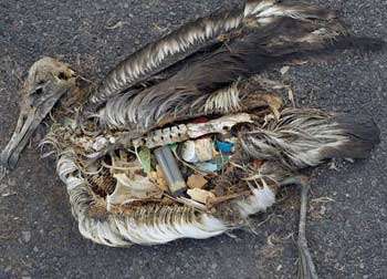 Come eliminare la plastica dagli Oceani 5 oceano_uccelli