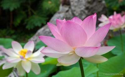 Nelumbo nucifera (fior di Loto)