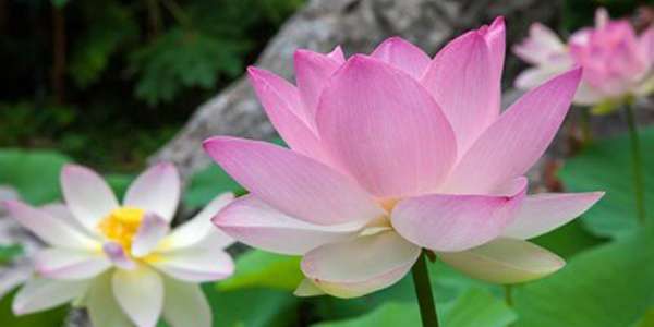 Il paradiso subtropicale di Ischia 1 Nelumbo nucifera fior di Loto