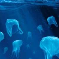 plastic bags+underwater