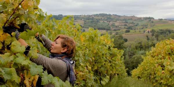 Un seme per cambiare il mondo 1 vendemmia img 4083 web