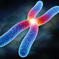 chromosome.600x300jpg