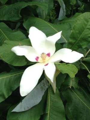 fiore