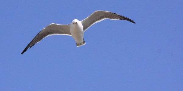 Impariamo a volare più in alto 1
