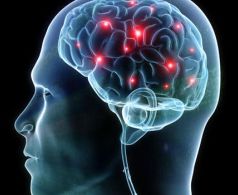 brain