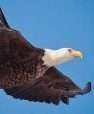 aquila e1505035069917