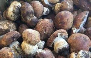 porcini.piccoli