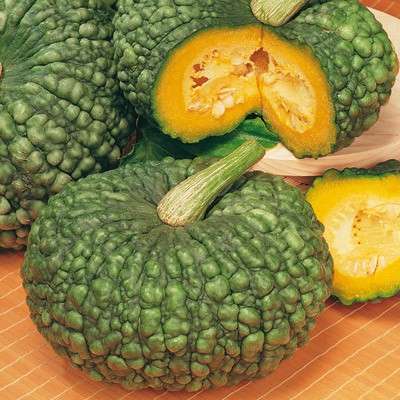 zucca marina