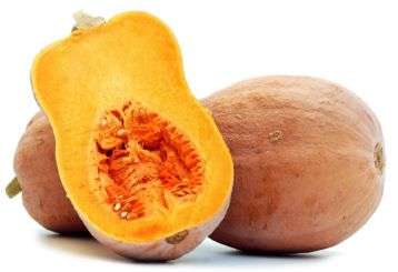 zucca.butternut.violina.rugosa