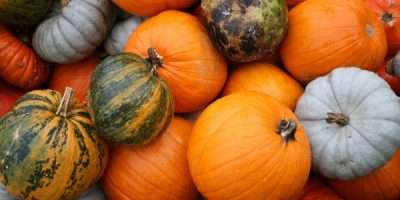 zucca