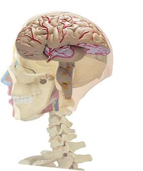 Corteccia cerebrale