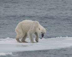 orso.polare