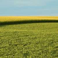 campo.coltivato