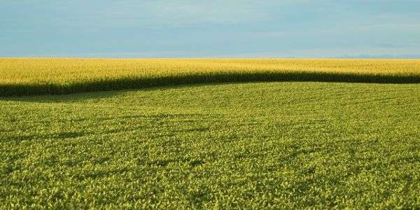 campo.coltivato