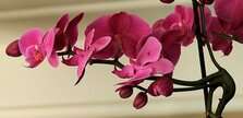 I bambini orchidea 6 orchidea Credits S. Hermann F. Richter