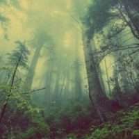 foresta 600x300 1