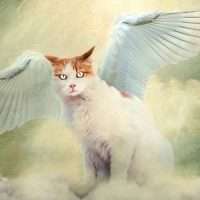 Gatto con le ali