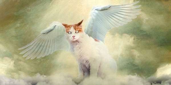 Voci dall'aldilà: Il ruolo degli animali 1 Gatto con le ali