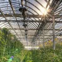 Lufa Farms1
