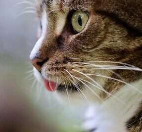 gatto e1604935356151