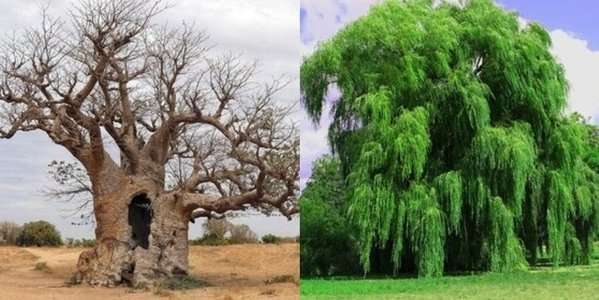 Il Baobab gigante e il salice piangente 1 Progetto senza titolo 1 pages to jpg 00011