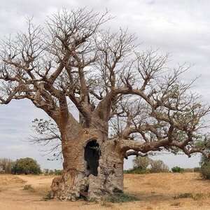baobab.Foto di DEZALB da