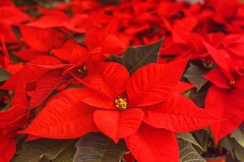 Il Natale, una festa che colora l’anima 5 Il Natale, una festa che colora l’anima