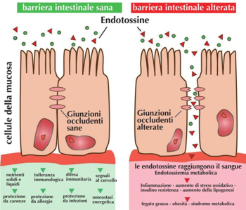 Aiutiamo il secondo cervello 5 Aiutiamo il secondo cervello