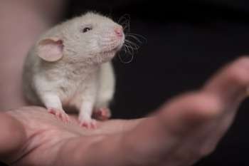 La ricerca sull'Alzheimer