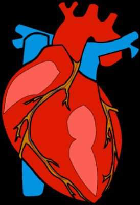 Il tocco del corpo e dell'anima 3 anatomicaOpenClipart Vectorsl 2023188 1280