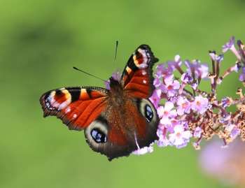butterfly 5535168 1280 Val Robus da