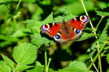 peacock butterfly 1655724 1280 Couleur da