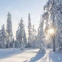 trees 4830285 1280