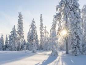 trees 4830285 1280