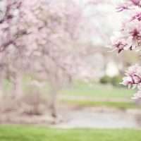 magnolia di JillWellington1