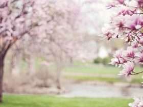 magnolia di JillWellington1
