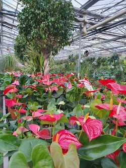 Anthurium GaggeroVivai
